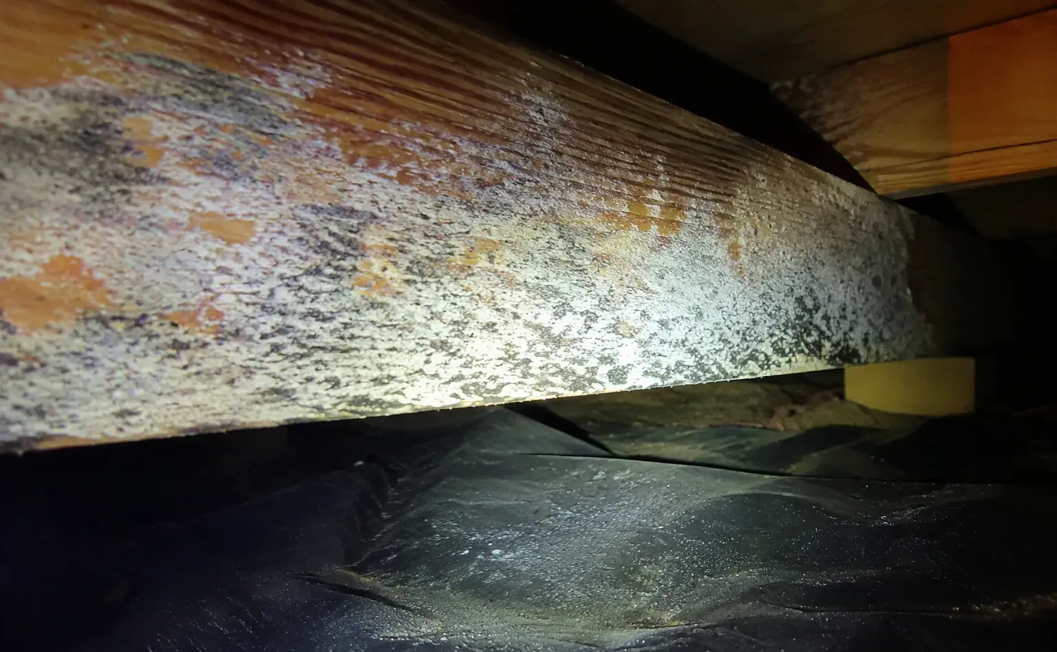 Mold remediation after water damage in a Albany kitchen
